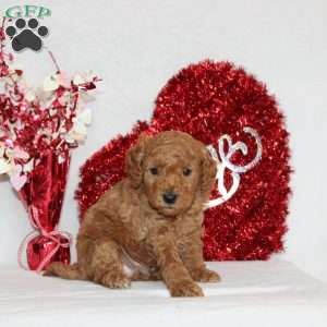 Nile, Mini Goldendoodle Puppy